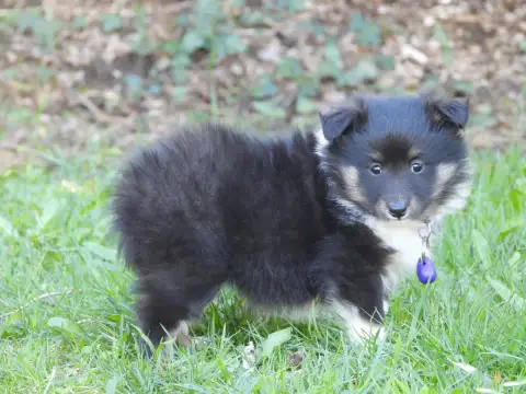 Shetland Sheepdog  Chiot N°3 Du Sapin Vert