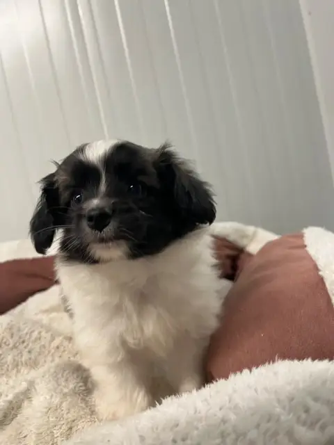 Epagneul Nain Continental (Papillon)  Bobby De L'Epop 446f4