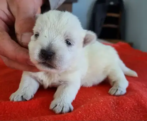 West Highland White Terrier  Chiot N°3 Des Hirondelle b9f7c photo 3