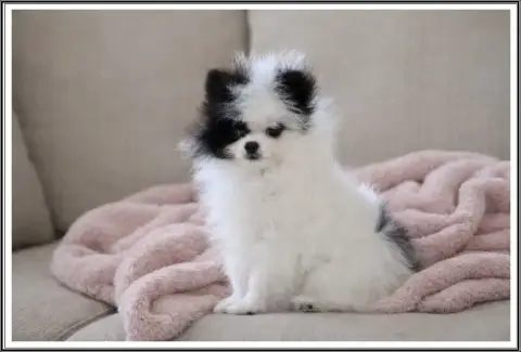 Spitz Allemand  A Little Princess Du Bois Des Amazone fad08 photo 2