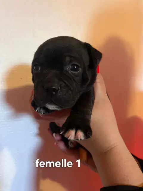Staffordshire Bull Terrier  Chiot N°3 photo 2