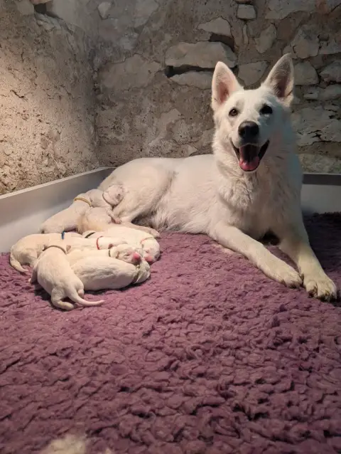 Berger Blanc Suisse  Mâle Poil Court Des Terres De Sk b5e2c