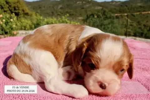 Cavalier King Charles Spaniel  F3 Venise De La Bastid 97ab0 photo 2