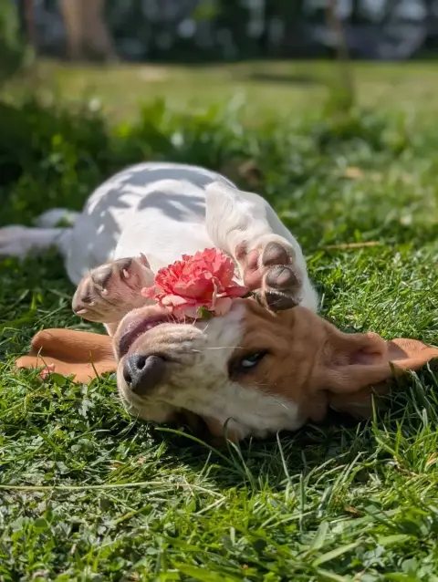 Basset Hound  Vert Des Terres Fleuries photo 3
