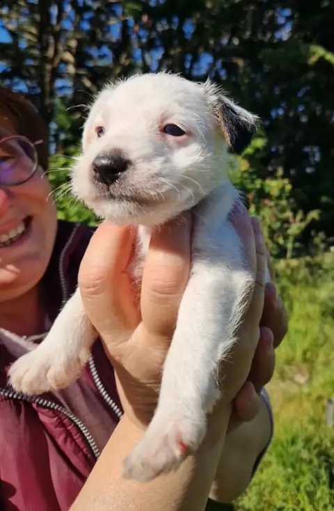 Parson Russell Terrier  B'Kymaya De La Tribu De Kitch 6b55f
