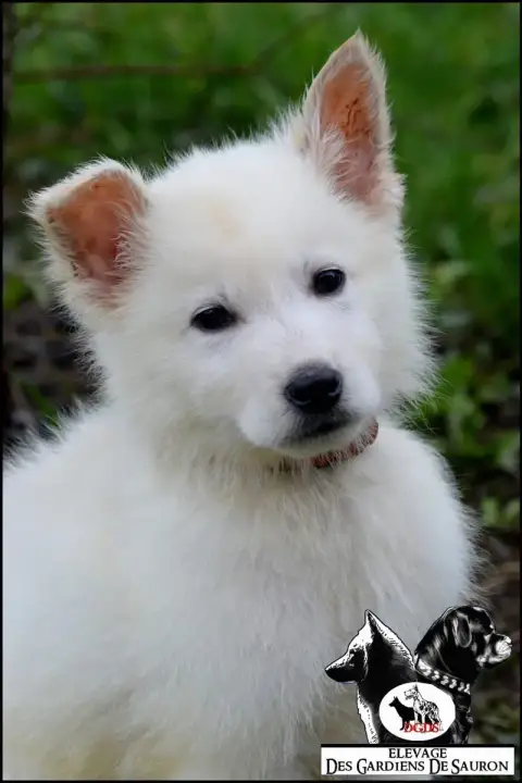 Berger Blanc Suisse  Ayzer Des Gardiens De Sauron