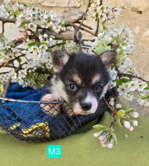 Welsh Corgi Pembroke  Chiot N°3 Domaine Du Mont Tourn 9bfa3 photo 3