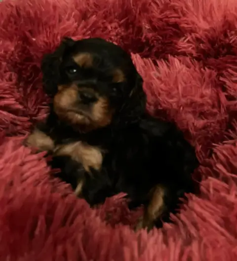 Cavalier King Charles Spaniel  Chiot N°3 Du Mont D'Am ce5e1 photo 2