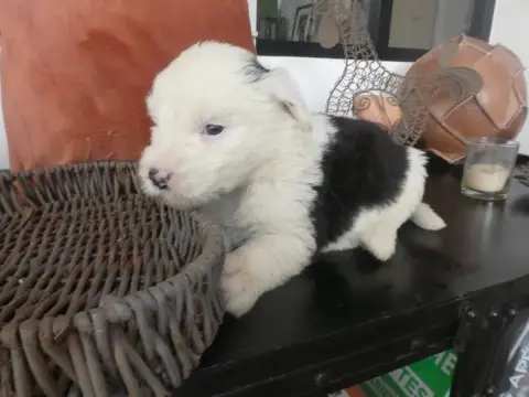 Bobtail  Chiot N°2 Of Mary People