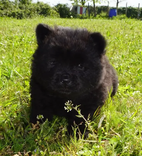 Chow Chow  Bonnie Des Bambous De Shunan photo 2