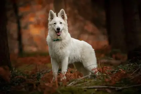 Berger Blanc Suisse  Chiot N°4 De La Vallée Du Lilas  a734e photo 2