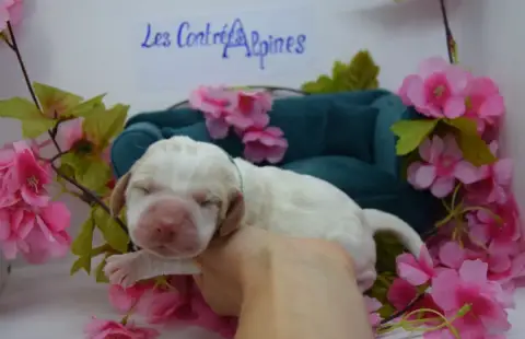 Basset Hound  Baba- photo 2