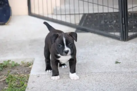 Staffordshire Bull Terrier  Chiot 3 Karukera Empire 6dcd1 photo 3