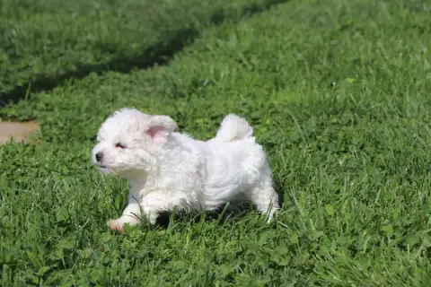 Bichon Frise  Chiot N°1 Du Royaume De Pandess photo 3