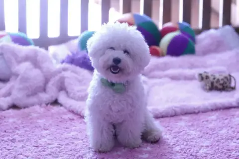 Bichon Frise  Chiot 4 De La Grande Equinoxe photo 3