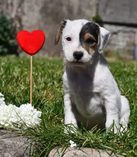 Parson Russell Terrier  Mâle 5 Du Pont Du Riot D'Esne c4448