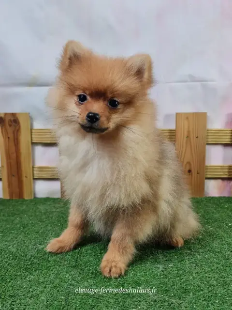 Spitz Allemand  Annabelle Du Mont De La Chenaie photo 2
