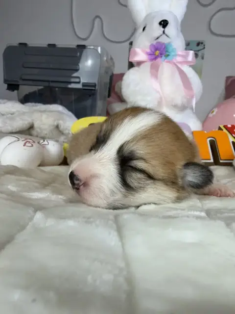 Welsh Corgi Pembroke  Femelle 1 De La Garde Divine