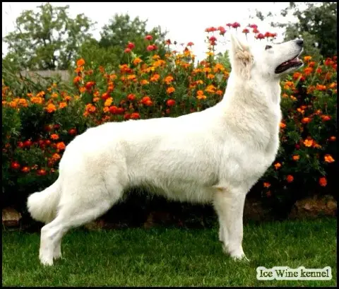 Berger Blanc Suisse  Arkan Des Gardiens De Sauron photo 3