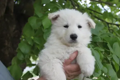 Berger Blanc Suisse  Collier Noir Du Domaine De Nox'W efe24