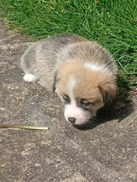 Welsh Corgi Pembroke  Chiot N°5 Du Regard De Bianca 2d8ba photo 2