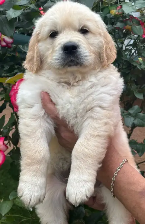 Golden Retriever  Bleu photo 2