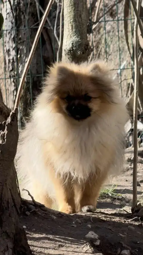 Spitz Allemand  Alerte Des Spitzsous De Chato photo 2