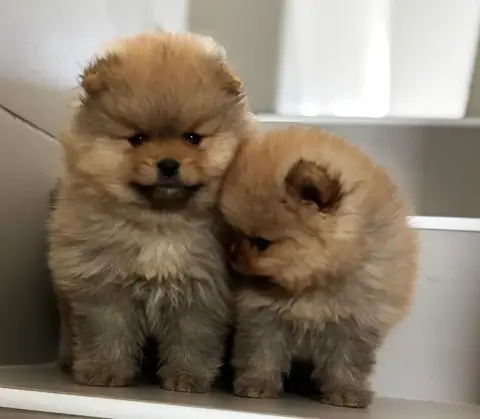 Spitz Allemand  Chiot N°1 Du Royaume Des Choupettes 1be81 photo 3
