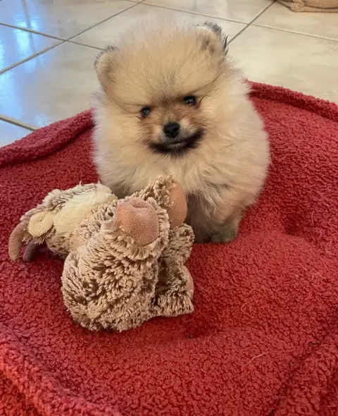 Spitz Allemand  Chiot 1 Des Minis Bouts