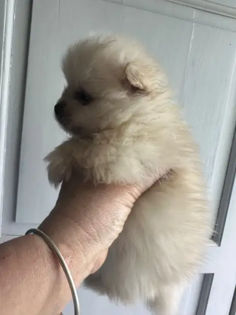 Spitz Allemand  Chiot 4 Des Dunes De Keremma photo 3