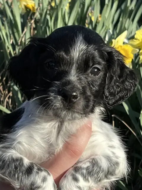 Epagneul Breton  Black De Torlhak