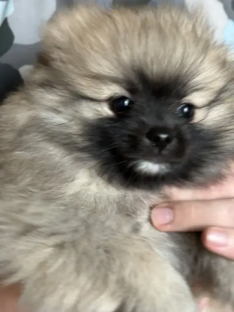 Spitz Allemand  Barbotine Vom Lumaland