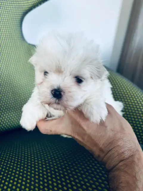 Bichon Maltais  Chiot 1 Jet Set'S Blue Star