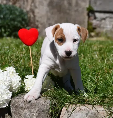 Parson Russell Terrier  Mâle 4 Du Pont Du Riot D'Esne 3fdee