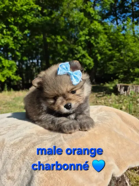 Spitz Allemand  Chiot 4