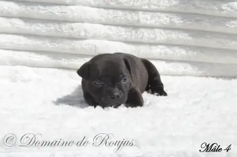 Staffordshire Bull Terrier  Chiot N°4 Du Domaine De R 12018 photo 2
