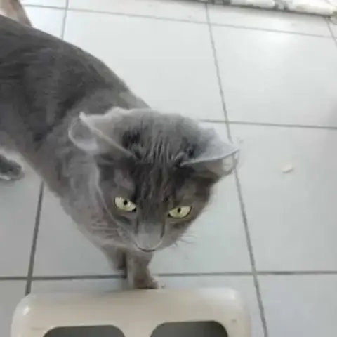 Chat Bichette