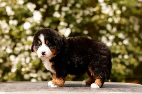 Bouvier Bernois  Chiot 5 De La Vallée De L'Hyrome photo 2