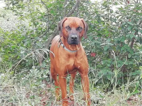 Rhodesian Ridgeback  Violet Hells Rhodesian photo 3