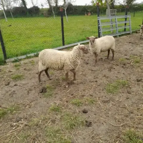 Vends 2 Moutons Agnelles