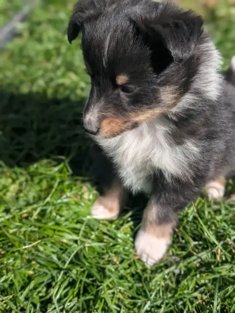 Shetland Sheepdog  Chiot N°8 De L'Arche De Sarah