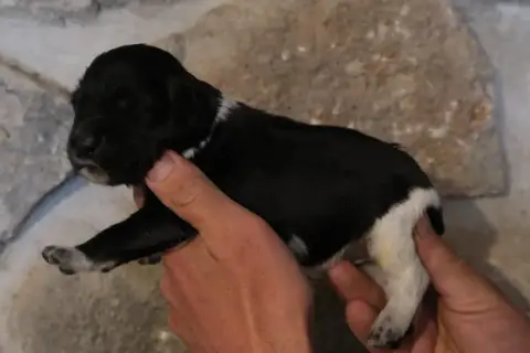 Epagneul Breton  Chiot 3 Des Terres Aniciennes