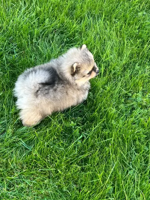 Spitz Allemand  Chiot N°1Bouba Au Jardin Des Merveill 3447c photo 2