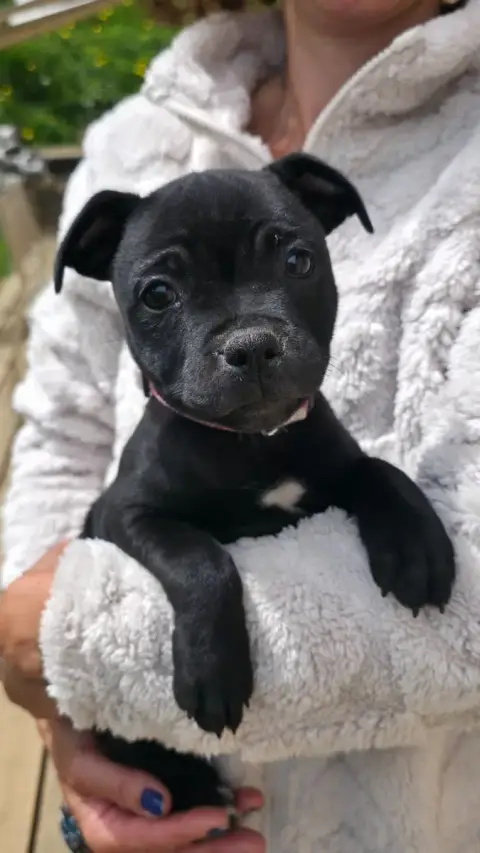 Staffordshire Bull Terrier  Chiot 1 Of Dark Lands photo 2
