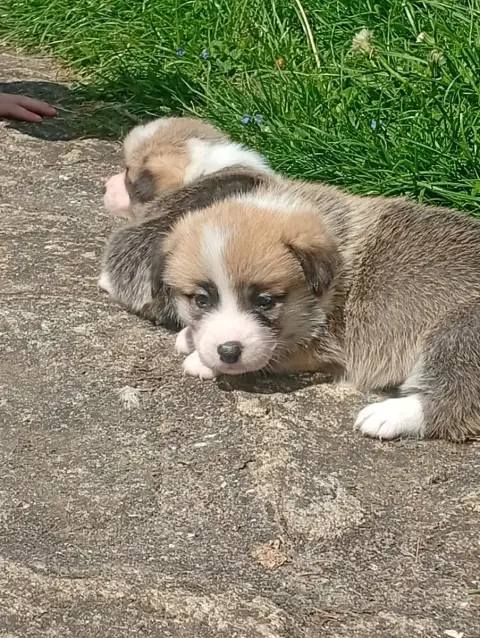 Welsh Corgi Pembroke  Chiot N°5 Du Regard De Bianca 2d8ba photo 3