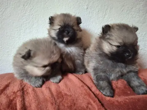 Spitz Allemand  Chiot N°3 De Mingyar