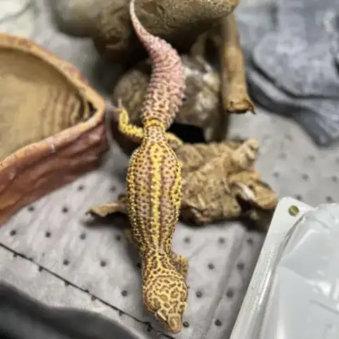 Terrarium + Geckotte