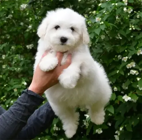 Coton De Tulear  Chiot N°7 De Dame Nature