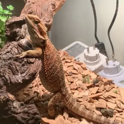 Pogona Vitticeps De 3 Ans Très Sympa