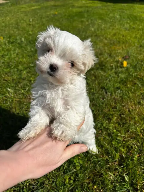 Bichon Maltais  Betty Boop De La Bichonnerie De La Va f880a